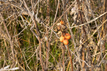 The wonderful colors of autumn in the field. Plants starting to dry up.