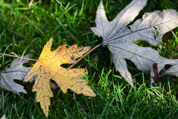Maple leaves in the garden in autumn.