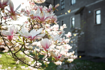 Magnolia tree on the background of the castle.