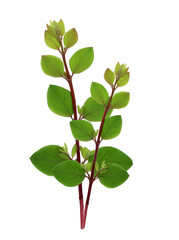 
Two branches of a shrubs with little green leafs. Cut out on a transparent background