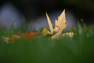 Maple leaves in the garden in autumn.