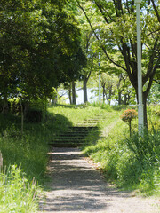 Sunny day, path in the forest