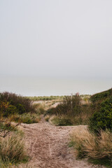 Path to the beach between weeds. 