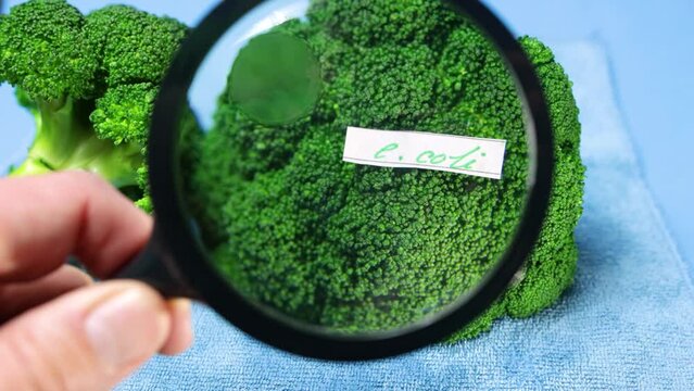 Examining a broccoli with a magnifying glass for bacteria, e coli food poisoning