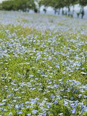 Bright blue nemophila blooming in spring meadows