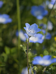Bright blue nemophila blooming in spring meadows