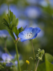 Bright blue nemophila blooming in spring meadows