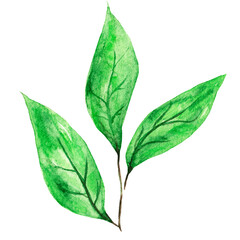 Handmade Watercolor leaves, Hand drawn leaves