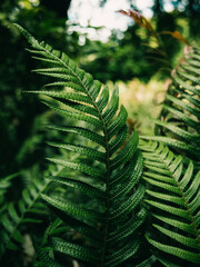 fern leaves