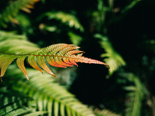 fern leaf in the forest