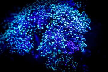 Plante aquatique phosphorescente