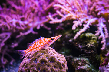 Poisson marin dans un aquarium, oxycirrhites typus