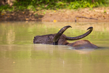 Male Asiatic buffalo cooling down in 
 a waterhole in Yala, Sri Lanka	