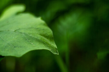Green leaf soft bokeh effect. Blur bokeh green leaves bokeh