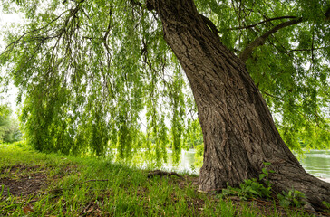 Fototapeta premium Weeping ground tree near a river in summer in Charente, France. High quality photo