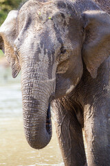 Obraz na płótnie Canvas Mom and calf Asiatic elephant in Yala, Sri Lanka