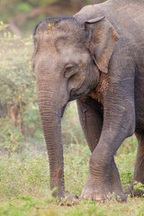 Fototapeta na wymiar Mom and calf Asiatic elephant in Yala, Sri Lanka