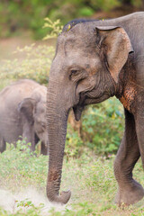 Fototapeta na wymiar Mom and calf Asiatic elephant in Yala, Sri Lanka
