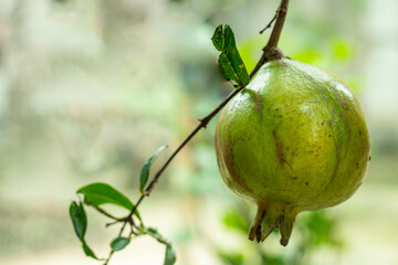 Pomegranate is a small fruit-bearing that are a super fruit