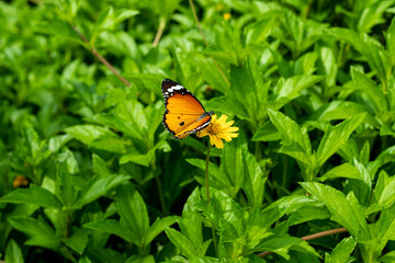 Red yellow butterfly is sitting on the beautiful flower of the wild