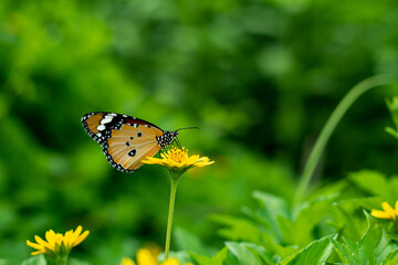 A beautiful colorful butterfly sitting on a wildflower and eating honey