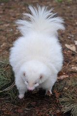 Albino skunk in nature Pet striped skunk in a fighting stance.
