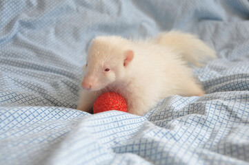 Baby albino striped skunk playing with a red ball in featherbed.