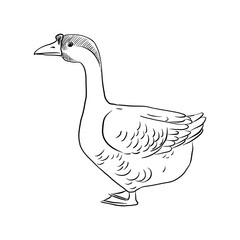Fototapeta na wymiar vector drawing sketch of domestic goose, hand drawn bird, isolated nature design element