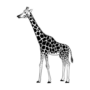 vector drawing sketch of animal, hand drawn giraffe , isolated nature design element