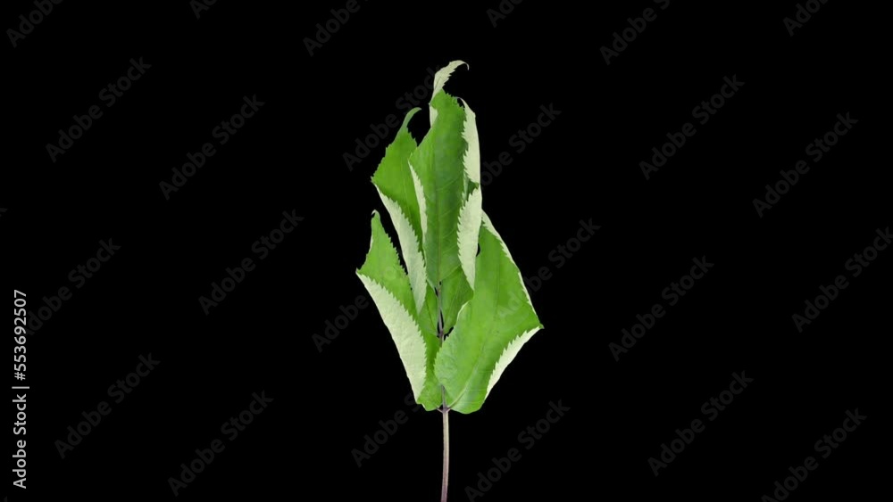 Wall mural time lapse of drying shrub branch leaves in rgb + alpha matte format isolated on black background