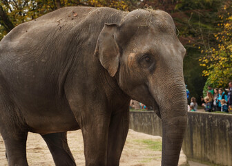 Fototapeta premium A young elephant with small ears and no tusks stands in the zoo in a close-up field, behind the forest and visitors