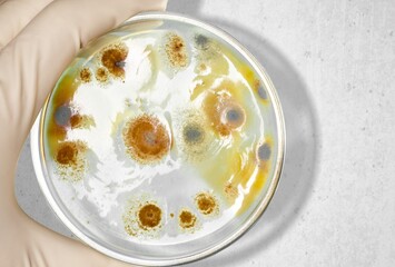 Scientific glass petri dish for test