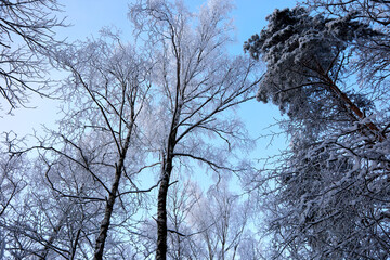 Winter view on trees covered with hoar frost and snow, selective focus