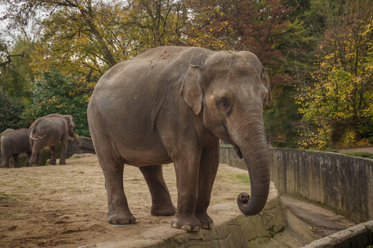 One Isolated Big Alone Elephant Standing and Looking Around. A young elephant with small ears and no tusks stands in the zoo in a close-up field, behind the forest