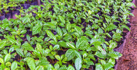 Seedlings of small coffee trees in the nursery to prepare for planting