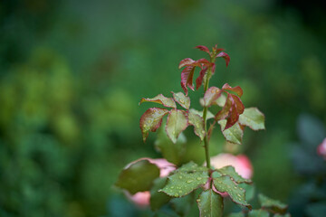 Wreath of roses with dew on leaves after rain and blooming roses in background defocused 