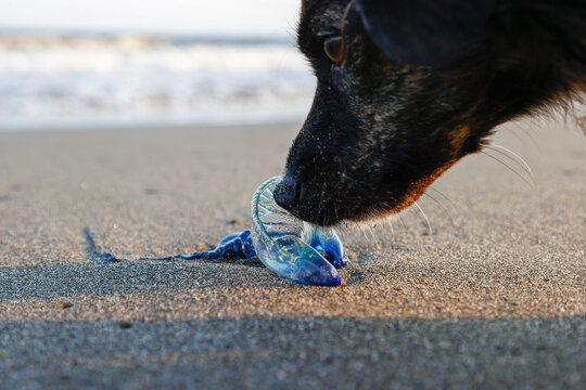 海岸に打ち上げられたカツオノエボシに興味を示す犬