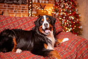 the Zenenhund dog is lying at home on the sofa near the Christmas tree, the concept of Christmas