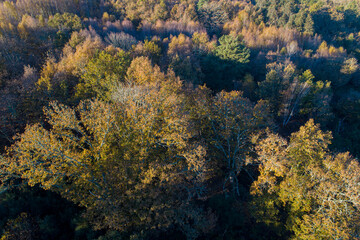 Fototapeta na wymiar drone aerial view of an oak forest at dusk in fall