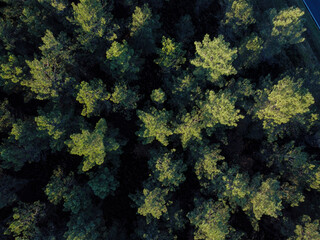 Fototapeta na wymiar drone aerial view of a pine forest at dusk, overhead shot
