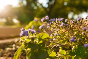 Beautiful purple flowers in garden flower bed in sunset rays backlight with tender spiderweb. Golden hour landscape. Flowering plants