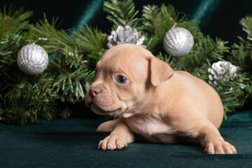 Little cute inquisitive american bully puppy lying next to christmas tree branches. Christmas and...