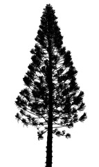 silhouette de sapin créole, araucaria columnaris