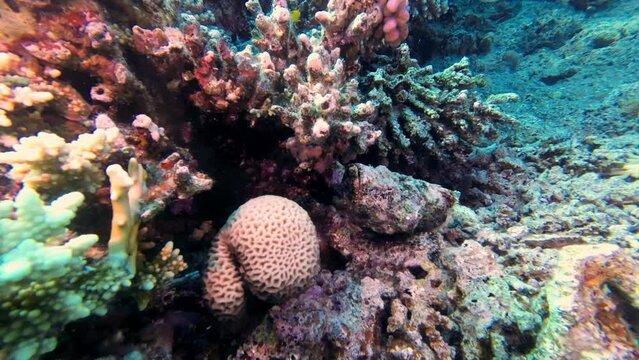 Stonefish lies well camouflaged on sandy ground in the coral reef, Red Sea Egypt