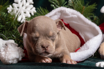 Sleeping little cute American Bully puppy in a Santa hat next to a Christmas tree decorated with toys, snowflakes