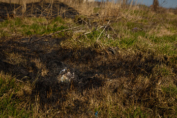 burnt reeds and grass background near lake after natural fire, environmental protection, global earth problem. close up shot texture