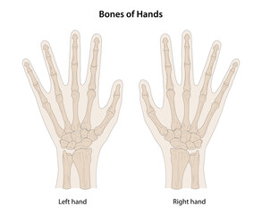 Bones of hands, dorsal (posterior) view - obrazy, fototapety, plakaty