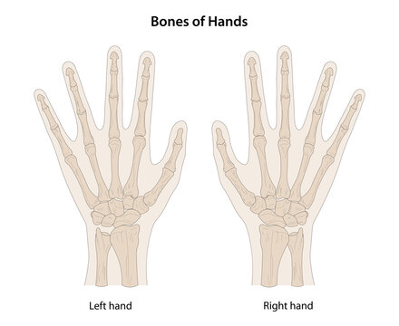 Bones of hands, dorsal (posterior) view