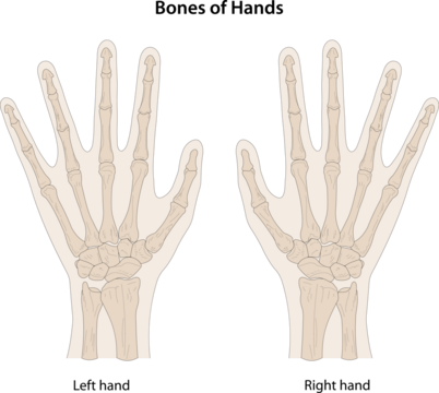 Bones of hands, dorsal (posterior) view