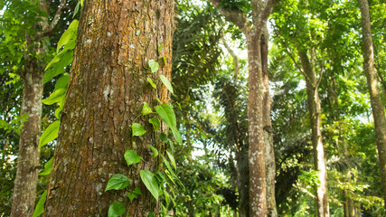 plant or vines on forest tree trunks